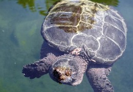 肌醇——魚、蝦飼料的能量補(bǔ)給站！