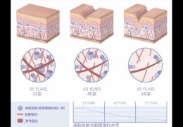 水潤(rùn)皮膚的秘密武器，乙酰殼糖胺和透明質(zhì)酸的甜蜜聯(lián)盟！